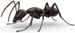 Ant Control and Fire Ant Treatment