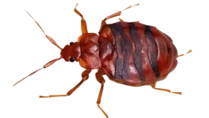 Professional Bed Bug Heat Treatment Service