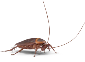 Professional Cockroach Extermination Service