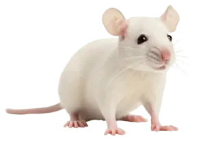 Rodent Control and Mice Removal Service