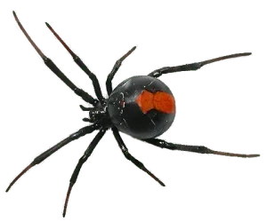 Spider Control and Black Widow Removal