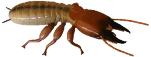 Termite Inspection and Treatment Service